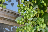 Hop Rhizome