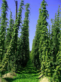 Hop Rhizome