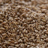 Oat Malt